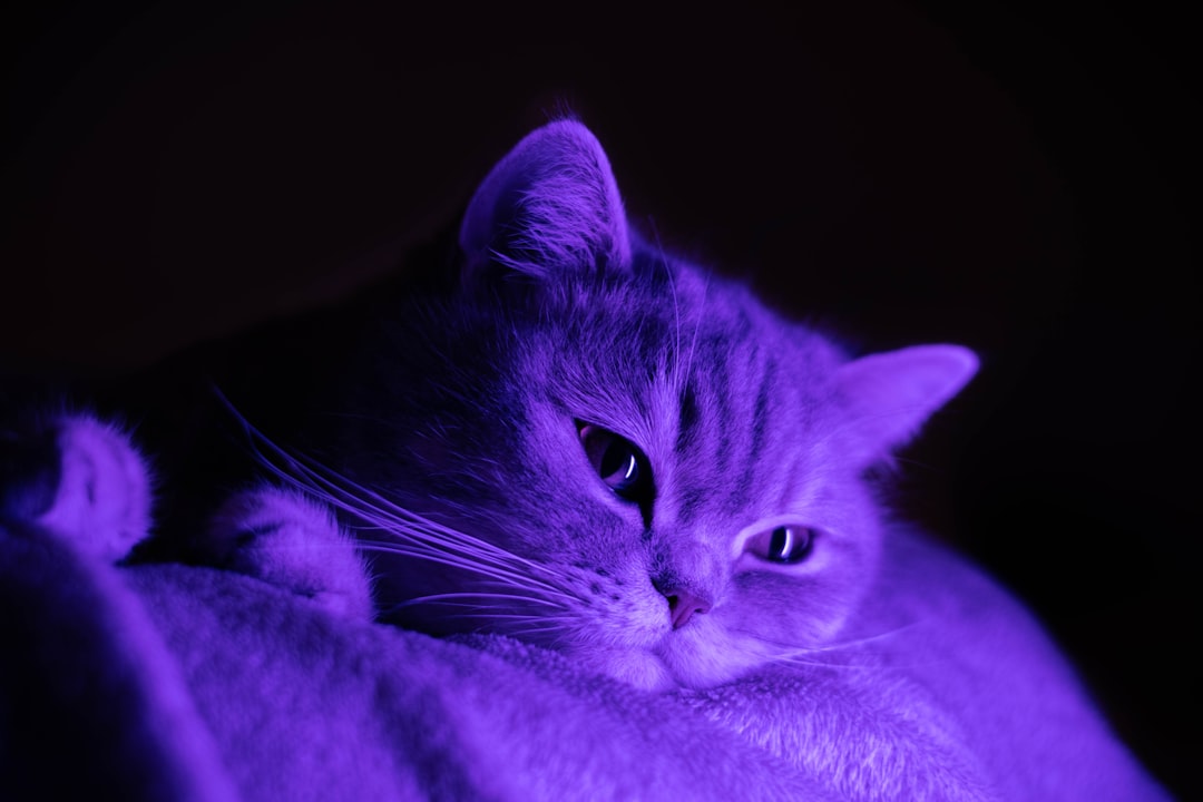 Photo purple color
